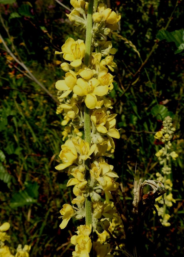 Verbascum lychnitis - käentulikukan kerrannaiskukinnon haarat ovat runsaskukkaisia, mutta eivät patukkamaisen tiiviitä. Ne ovat täyden kukinnan vaiheessa noin 2-3 cm leveitä. U, Helsinki, Laajasalo, Tahvonlahden koillispuoli, Gunillantien sorapohjainen laitaniitty koulun kohdalla, 19.7.2018. Copyright Hannu Kämäräinen.