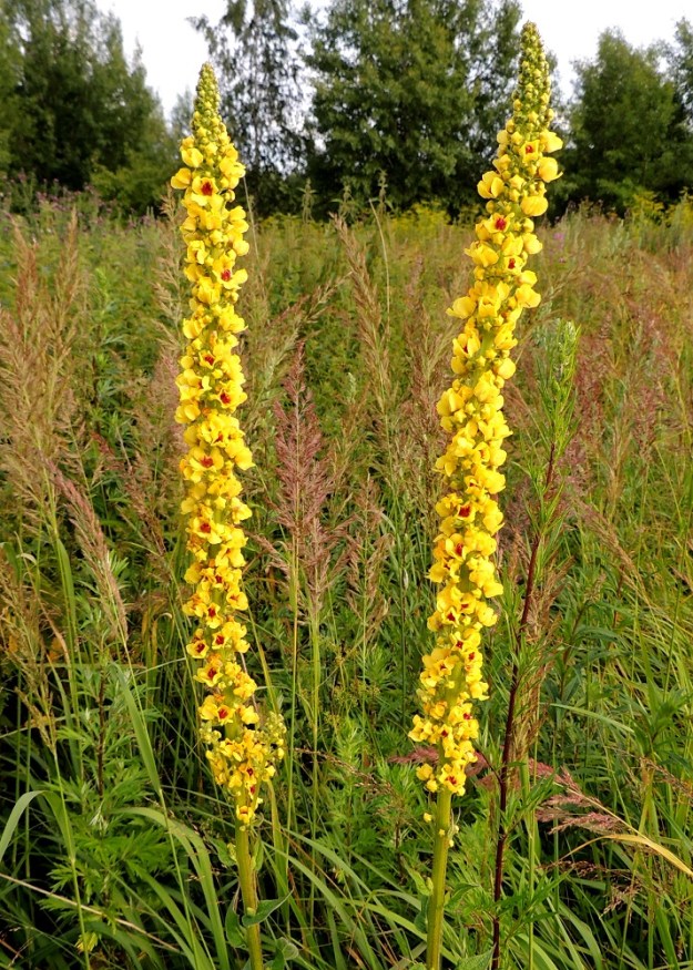 Verbascum nigrum - tummatulikukan yksittäinen kukka on lyhytikäinen, mutta kerrannaiskukinnon kukinta-aika on pitkä. Kukat ovat kukinnossa noin 5-10 kukan ryhminä ja ne ovat keskenään eri kehitysvaiheissa. Näin kukinto pysyy lähes koko pituudeltaan kukkivana ja hyönteisiä houkuttelevana. EH, Kouvola, Kuusankoski, Saksanahon entinen, peitetty teollisuuskaatopaikka, Savonsuo, täyttöalueen eteläosa, 28.7.2015. Copyright Hannu Kämäräinen.