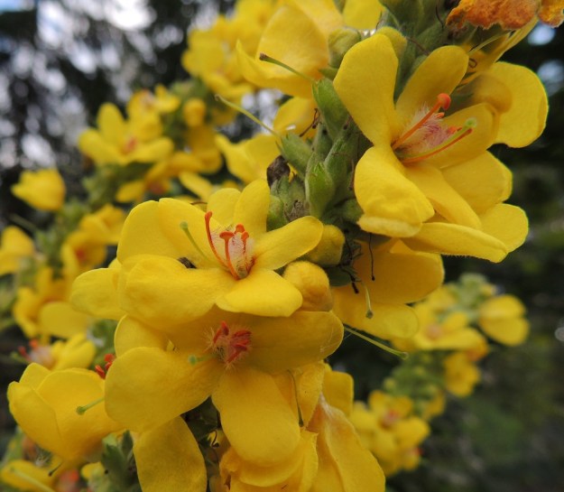 Verbascum nigrum x thapsus - tummatulikukan ja ukontulikukan risteymän heteet ovat väriltään tummankeltaiset tai kuten kuvassa punertavat. Niistä kaksi ovat muita pitemmät. Valtaosa palhoista on tiheä- ja pitkäkarvaisia. Karvoituksen väri vaihtelee kuvan vaaleanpunertavasta sinipunertavaan. Muita pitemmät palhot ovat kaljuhkot tai vähäkarvaiset kuten ukontulikukalla tai tiheäkarvaiset, kuten tummatulikukan kaikki palhot. Karvoitus voi vaihdella samassakin kukinnossa, kuten kuva osoittaa. Emiö on yksivartaloinen ja -luottinen. EH, Hämeenlinna, Loimalahti, Tervaniemeen vievän Loimalahdentien loppupään laitaruohikko, 7.9.2014. Copyright Hannu Kämäräinen.