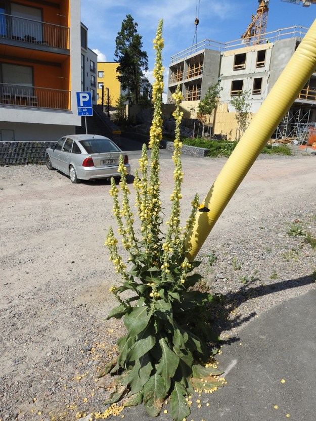 Verbascum phlomoides - rohtotulikukka näyttää suorastaan epätodelliselta uuden asuntoalueen karuudessa. Kasvupaikasta huolimatta maasta on noussut jättiyksilö monine haaroineen. Varsilehdet ovat edellisestä kuvasta poiketen leveän puikeat. U, Helsinki, Laajasalo, Tahvonlahden koillispuoli, Gunillantien ja Taubenkujan kulmaus parkkitalon vierustalla, 19.7.2018. Copyright Hannu Kämäräinen.