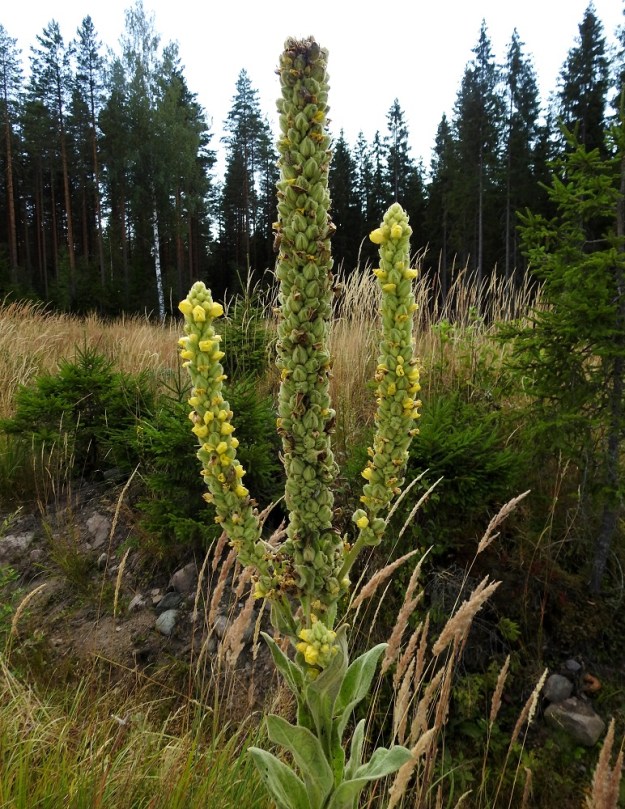 Verbascum thapsus - ukontulikukka innostuu toisinaan pääsääntöisestä haarattomuudestaan huolimatta lykkäämään kukinnon tyveltä sivuhaaroja. Tämä tapahtuu yleensä siinä vaiheessa, kun pääkukinto on jo loppuun kukkinut, mutta suotuisat kasvukelit edelleen jatkuvat. Näin poikkeusyksilö pystyy vielä pitkään jatkamaan kukkimista ja lisää siementuotantoaan. U, Hyvinkää, lounaiskulma, Kalkkivuorentien laitasora, 27.7.2021. Copyright Hannu Kämäräinen.
