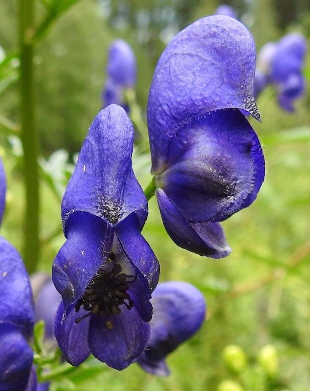 Aconitum xstoerkianum - tarhaukonhatun ylimmäinen verholehti on lähes yhtä leveä kuin pitkäkin (oikeanpuoleisessa kukassa korkeutta on 1,3 kertaa leveyttä enemmän). Tämä on tärkeä erottava tuntomerkki lehtoukonhattuun, A. lycoctonum subsp. septentrionale, jolla ylin verholehti on yli kolme kertaa leveyttään pitempi. Tarhaukonhatun verholehdet ovat vain reunoistaan karvaiset, kun ne lehtoukonhatulla ja aitoukonhatulla ovat kauttaaltaan karvaiset. EH, Hämeenlinna, Pullerinmäki, Viisari, Kahtoilammen ranta-alue uimarannan kohdalla, 4.8.2018. Copyright Hannu Kämäräinen.