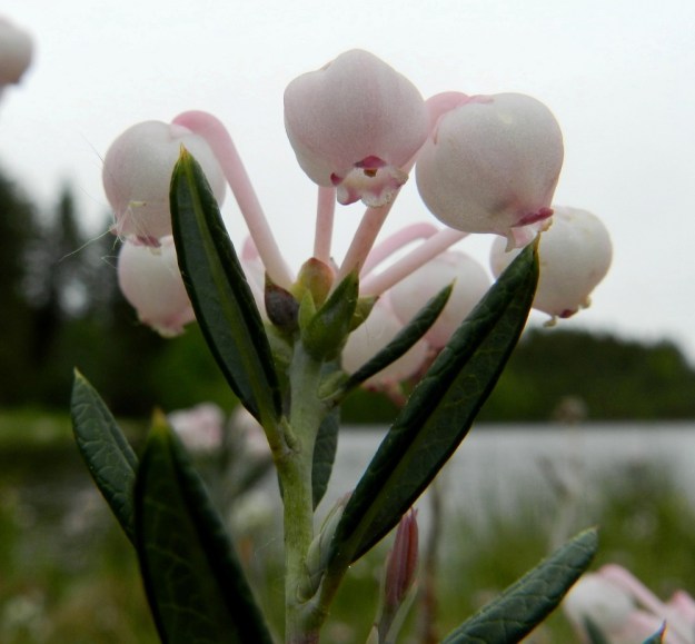 Andromeda polifolia - suokukan kukat ovat yleensä 3-8 kukan sarjana verson tai sen haarojen kärjessä. Kukat ovat tukilehdelliset. Tukilehti on soikeahko ja vihreä, vaaleanvihreä tai punertava sekä noin 2-5 mm pitkä ja noin 1-2 mm leveä. EH, Hämeenlinna, Pullerinmäki, Ahvenistonharjun juurella olevan Kahtoilammen luoteispään rantaneva lähellä vesirajaa, 1.6.2012. Copyright Hannu Kämäräinen.
