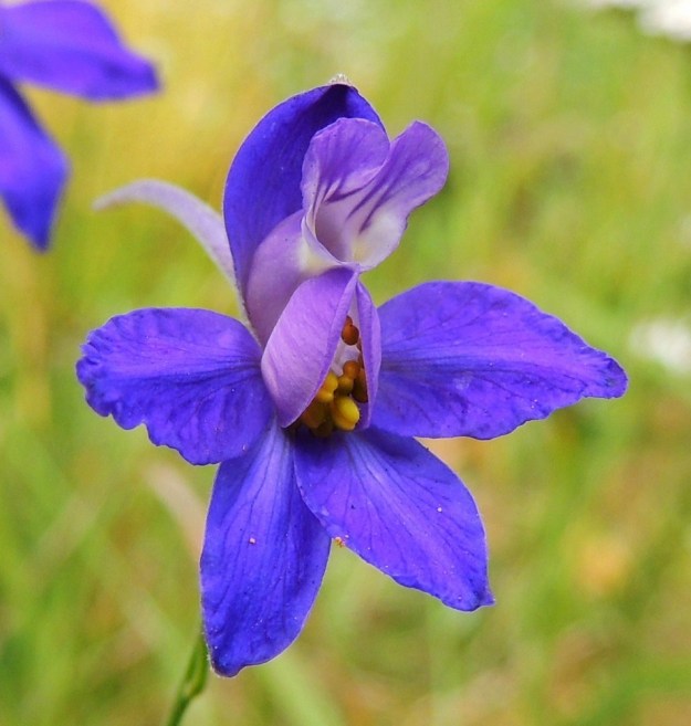 Delphinium consolida subsp. consolida (Consolida regalis subsp. regalis) - rikkakukonkannuksen subsp. peltokukonkannuksen kukassa on yksi erikoisella tavalla kolmiliuskainen terälehti. Ylin liuska on kärjestään pyöreämuotoisesti kaksihaarainen ja tavallisesti noin 10-15 mm pitkä. Sen tyveltä aukeaa mesikannus, joka sijoittuu verholehden kannuksen sisään. Terälehden kaksi alempaa liuskaa ovat pyöreähköt, yleensä noin 6-8 mm pitkät ja ne sijaitsevat pystysuuntaisesti hetiön ja emiön sivuilla. Terä- ja verholehdet ovat yleisimmin sinisen ja sinipunaisen kirjavat. Heteitä on 13-17. V, Naantali, satama, Satamatien varressa kulkeva viljavaraston käytöstä pois jäänyt raide varaston kohdalla, 12.7.2014. Copyright Hannu Kämäräinen.