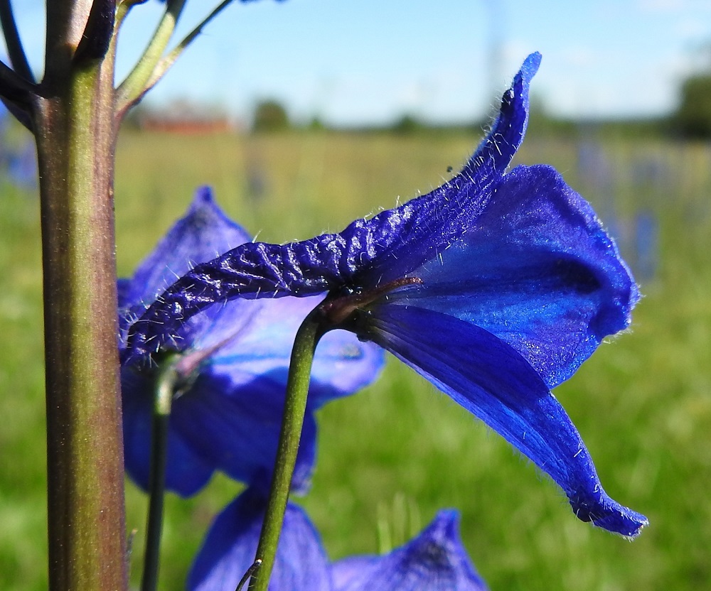 Delphinium elatum - isoritarinkannuksen ylimmässä verholehdessä on kapea, vaakatasoinen ja tavallisesti noin 15-20 mm pitkä kannus, joka on kurttuinen ja siirottavakarvainen. Myös verholehdet ovat ulkopinnaltaan erityisesti kärjestään karvaiset. Toisinaan karvoitus yltää laajemmallekin. 11.7.2018. Copyright Hannu Kämäräinen.