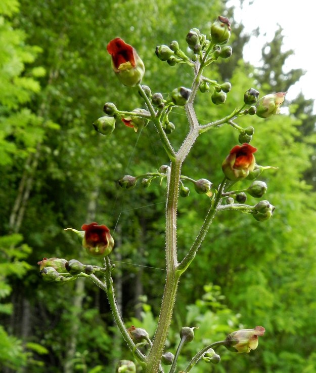 Scrophularia nodosa - (tumma)syyläjuuren varsi ja lehdet ovat kaljut, mutta kukinto-osa on vaihtelevasti nystykarvainen. Kukkaperät ovat kukkimisvaiheessa tavallisesti noin 7-15 mm pitkiä. EH, Hämeenlinna, Idänpää, Papinniitty, Aulangonjärven eteläpuoli, Kihtersuolta Papinniittyyn vievän kävelytien varsi, 3.7.2012. Copyright Hannu Kämäräinen.