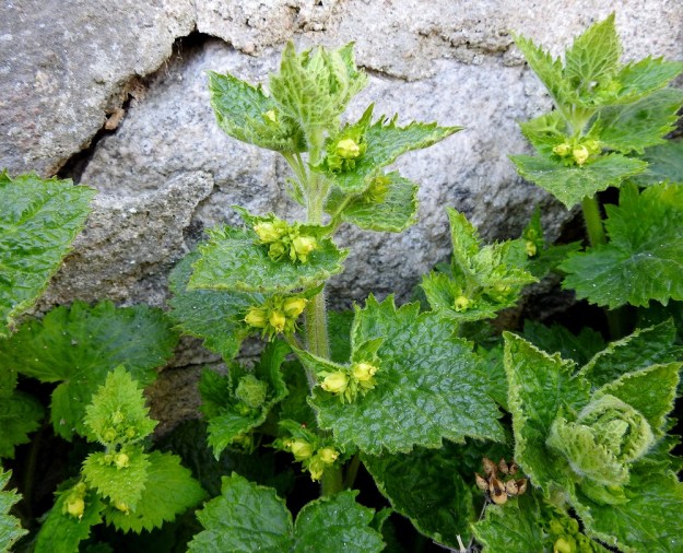 Scrophularia vernalis - kevätsyyläjuuren keltakukkaiset viuhkot ovat ainakin aluksi hyvin tiiviit ja kukat aivan lyhytperäiset. Kuvan oikeassa alareunassa näkyy edellisvuotisia, vaaleanruskeita ja avautuneita kotahedelmiä. V, Turku, Kärsämäki, Paltta, Puustellinkadun laiteella olevan, vanhan navettarakennuksen seinusta ja kadun varren joutomaakaista, 9.5.2020. Copyright Hannu Kämäräinen.