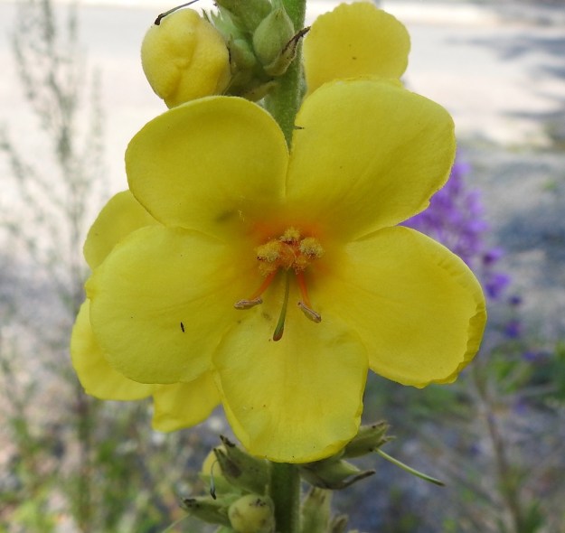 Verbascum densiflorum - akantulikukan teriö on tavallisesti noin 30-55 mm leveä. Se on keltainen, tyveltään yhdiskasvuinen, ratasmainen ja lyhyttorvinen sekä lähes säteittäisesti 5-liuskainen. Liuskat ovat lähinnä leveänsoikeat tai lähes pyöreähköt ja hieman limittäiset. Ne ovat yleensä noin 15-26 mm pitkät ja noin 13-22 mm leveät. Alimmainen liuska on suunnilleen samaa kokoa muiden kanssa tai muita isompi. U, Helsinki, Laajasalo, Tahvonlahden koillispuoli, koulun kentän lounaiskulma Mellinintien varressa, 29.7.2019. Copyright Hannu Kämäräinen.