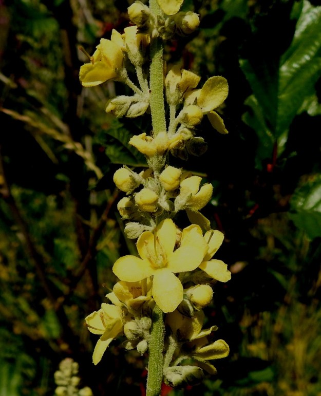 Verbascum lychnitis - käentulikukan kukat ovat suvun monen muun lajin tavoin muutaman kukan ryhminä ja keskenään eri kehitysvaiheissa. Näin kukinta jatkuu pitkään. Kukkaperä on tavallisesti noin 3-11 mm pitkä. Verhiö on lähes tyveen asti viisiliuskainen. Liuskat ovat suikeahkot tai kolmiomaisen teräväkärkiset ja yleensä noin 2-4 mm pitkät. U, Helsinki, Laajasalo, Tahvonlahden koillispuoli, Gunillantien sorapohjainen laitaniitty koulun kohdalla, 19.7.2018. Copyright Hannu Kämäräinen.