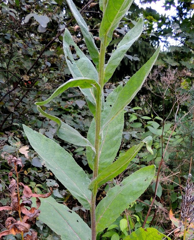 Verbascum nigrum x thapsus - tummatulikukan ja ukontulikukan risteymän varsilehdistä usein iso osa on ukontulikukan tavoin ruodittomia, mutta tyveltään lyhytjohteisia. Kuvan yksilöllä myös lehden ulkonäkö muistuttaa enemmän ukontulikukkaa kuin tummatulikukkaa. EH, Hämeenlinna, Loimalahti, Tervaniemeen vievän Loimalahdentien loppupään laitaruohikko, 7.9.2014. Copyright Hannu Kämäräinen.