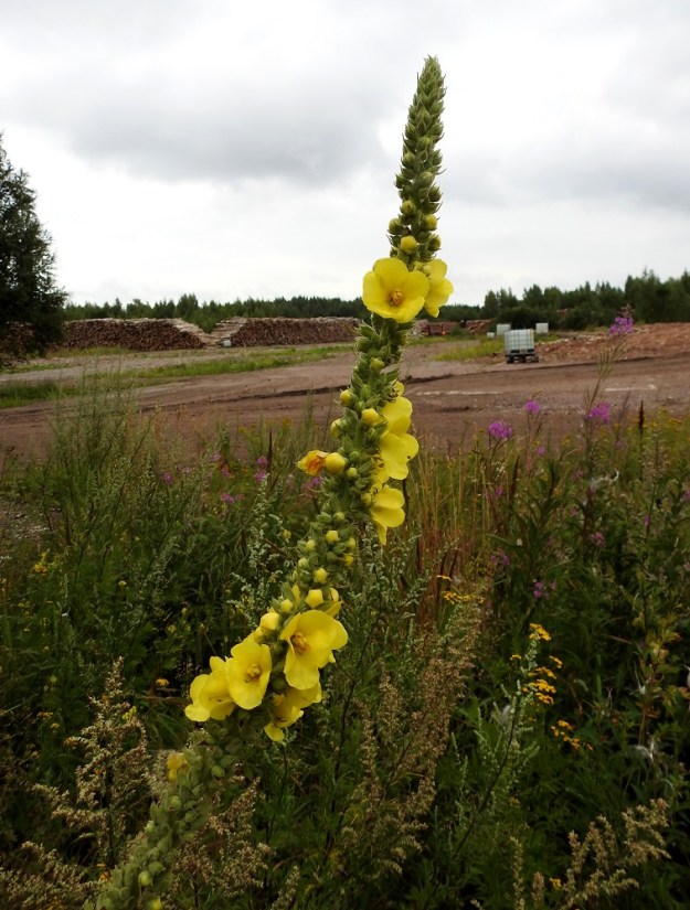 Verbascum phlomoides - rohtotulikukka koristaa muuten karua puutavarakenttää. Varastoalue on useampana vuotena talveen mennessä pakattu lähes täyteen Baltian alueelta tuotua koivua, jota sitten seuraavaan kesään saakka kuljetetaan tuotantolaitokseen. Runkojen mukana on rohtotulikukan lisäksi saapunut kymmenien muiden tulokkaiden siemeniä. EK, Kotka, Halla, saarella oleva, laaja puuvarastoalue, suuren keskuskentän laide, 6.8.2020. Copyright Hannu Kämäräinen.