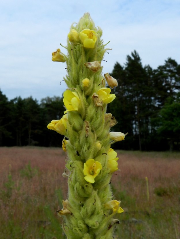 Verbascum thapsus - ukontulikukalla on tähkämäinen kerrannaiskukinto, jossa uusia kukkia avautuu eri puolille kukintoa samaan aikaan, kun viereiset kukat ovat vasta pienellä nupulla tai kehittymässä kohti hedelmävaihetta. Kukan verhiö on lähes tyveen asti viisiliuskainen ja hyvin tiheästä villakarvoituksesta harmahtavanvihreä. Liuskat ovat tavallisesti noin 7-9 mm pitkät. V, Kemiönsaari, (aik. Dragsfjärd), Hiittisten saaristo, Örö, saaren keskiosa, nummi- ja ketoalue pohjoisosaan vievän tien, Pitkän ikävän, itäpuolella, 14.7.2012. Copyright Hannu Kämäräinen.