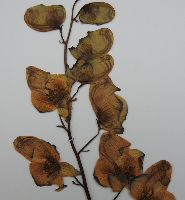 Aconitum xstoerkianum - tarhaukonhatun terälehdet ovat muuttuneet mesilehdiksi. Niistä kaksi on täysin kehittynyttä ja sijaitsevat piilossa ylimmän verholehden sisällä. Niissä on ohut, kaareva ja lähes verholehden mittainen perä, jonka kärjessä on puolipyöreä mesikannus. Muut mesilehdet ovat pienempiä tai ne puuttuvat. Kuivatetussa näytteessä mesilehdet näkyvät tummempina verholehden läpi. EH, Hämeenlinna, Vanaja, Paikkala, seurakuntatalon lähellä oleva, vanha, metsittynyt pihapiiri, 6.8.1994. Kuva näytteestä, copyright Hannu Kämäräinen.