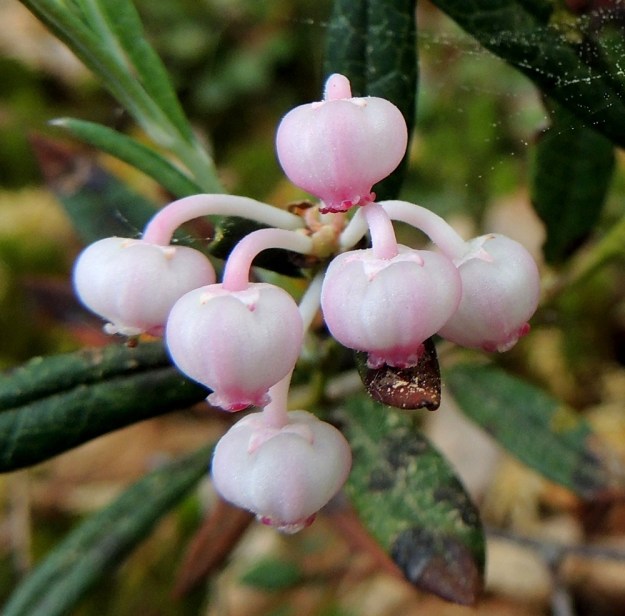 Andromeda polifolia - suokukka on nykyään sukunsa ainoa laji, vaikka Carl von Linné aikanaan sovitteli siihen joitakin muitakin kanervakasveja. Suokukan kukinto kokonaisuudessaan on herkän kaunis ja Linné haki suvulle nimen mytologiasta. Andromeda oli Etiopian kuninkaan Kefeuksen ja kuningatar Kassiopeian kaunis tytär, joka kahlittiin uhrattavaksi merihirviölle. Pelastajaksi riensi kuitenkin sankari Perseus. Andromedan nimi elää nykyisin maankamaran suopinnan lisäksi myös avaruudessa galaksin nimenä. EH, Hämeenlinna, Pullerinmäki, Ahvenistonharjun juurella olevan Kahtoilammen luoteispään rantaneva lähellä vesirajaa, 25.5.2014. Copyright Hannu Kämäräinen.