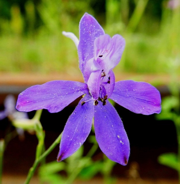 Delphinium consolida subsp. consolida (Consolida regalis subsp. regalis) - rikkakukonkannuksen subsp. peltokukonkannuksen kukat ovat toisinaan lilahtavat tai punertavat ja hyvin harvoin valkoiset. Verholehdet ovat yleensä ulkopinnaltaan tiheästi ja pinnanmyötäisesti lyhytkarvaiset. EH, Lahti, keskusta, ratapiha-alueen pohjoislaita Mannerheiminkadun varressa, entisen tavara-aseman länsipuolella, 19.7.2011. Copyright Hannu Kämäräinen.