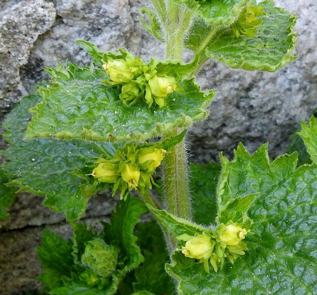 Scrophularia vernalis - kevätsyyläjuuren kukka on hyvin omanlaisensa eikä se muistuta malliltaan ollenkaan Suomessa luontaisesti esiintyvän tummasyyläjuuren, S. nodosa kukkaa, joka on maljamaisen avoin ja sen ylähuuli on kaksiliuskainen ja pitkä. Kevätsyyläjuuren varren ja viuhkoperien karvoitus on pehmeää ja muodostuu eripituisista, pisimmillään noin 2 mm pitkistä, siirottavista hapsikarvoista sekä nystykarvoista. Lehtilapa on yläpinnaltaan hieman kiiltävä, yleensä vähän epätasainen ja hyvin lyhytkarvainen. V, Turku, Kärsämäki, Paltta, Puustellinkadun laiteella olevan, vanhan navettarakennuksen seinusta ja kadun varren joutomaakaista, 9.5.2020. Copyright Hannu Kämäräinen.