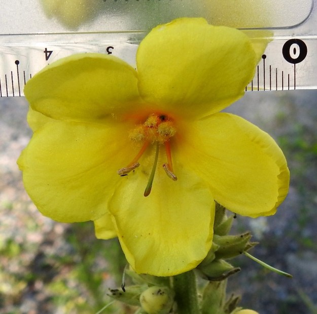 Verbascum densiflorum - akantulikukan heteistä kaksi alinta ovat kaljuja ja tavallisesti noin 10-13 mm pitkiä. Muut heteet ovat noin 5-8 mm pitkät ja palhoiltaan tiheästi pitkä- ja keltakarvaiset. Niiden ponnet ovat usein karvoituksen sisässä. (Kukkaa katsoessa voi kuvitella, että röyhelöhameen alta ojentuu kaksi tohveleissa olevaa jalkaa.) Emin vartalo on noin 6-15 mm pitkä ja sen luotti on kapean soikeahko ja tyveltään vartaloa myöten johteinen. U, Helsinki, Laajasalo, Tahvonlahden koillispuoli, koulun kentän lounaiskulma Mellinintien varressa, 29.7.2019. Copyright Hannu Kämäräinen.