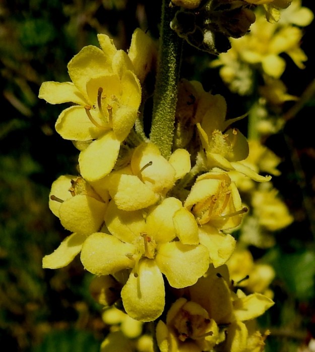 Verbascum lychnitis - käentulikukan teriö on tyveltään yhdiskasvuinen, viisiliuskainen ja tavallisesti noin 12-20 mm leveä. Se on erityisesti ulkopinnaltaan hyvin lyhyesti ja tiheästi tähtikarvainen. Karvoitusta on vaihtelevasti myös sisäpinnalla. Teriönliuskat ovat yleensä noin 5-9 mm pitkät. Heteitä on viisi. Niistä kaksi alinta ovat kaljut tai vähäkarvaiset ja tavallisesti noin 6-7 mm pitkät. Muut heteet ovat noin 4-5 mm pitkät ja palhoiltaan tiheästi pitkä- ja keltakarvaiset tai valkoisissa kukissa valkokarvaiset. Emiön vartalo on noin 5-7 mm pitkä. U, Helsinki, Laajasalo, Tahvonlahden koillispuoli, Gunillantien sorapohjainen laitaniitty koulun kohdalla, 19.7.2018. Copyright Hannu Kämäräinen.