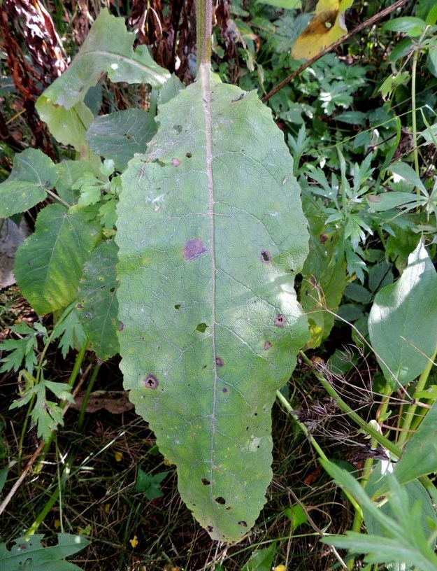 Verbascum nigrum x thapsus - tummatulikukan ja ukontulikukan risteymän lehtilapa on usein soikeahko tai puikeahko ja tyveltään pyöreähkö tai kiilamainen, mutta harvemmin herttamainen. Sen laita on hampainen ja/tai nyhäinen. EH, Hämeenlinna, Loimalahti, Tervaniemeen vievän Loimalahdentien loppupään laitaruohikko, 7.9.2014. Copyright Hannu Kämäräinen.