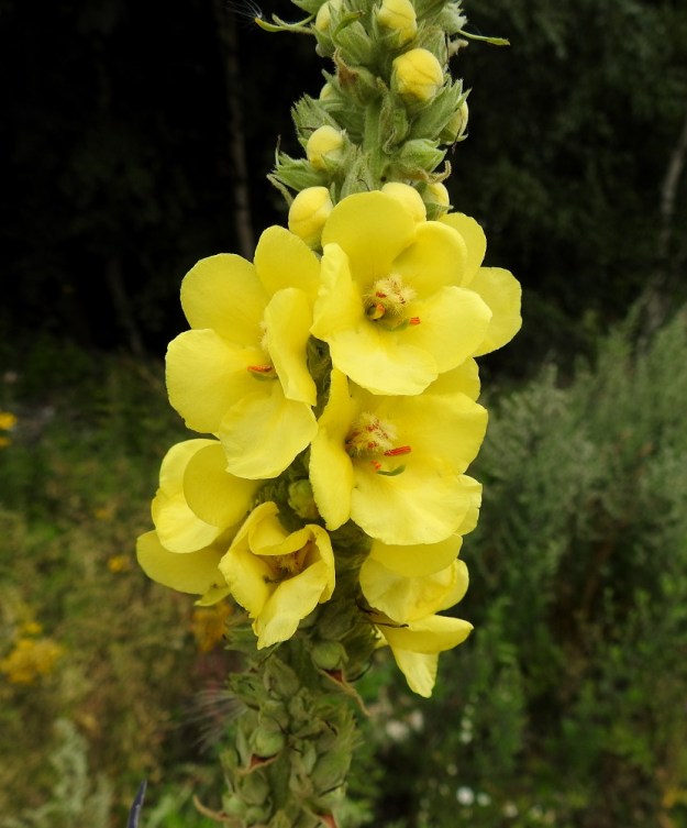 Verbascum phlomoides - rohtotulikukka on suurikukkainen laji. Sen keltaisen teriön halkaisija vaihtelee silti suuresti, useimmiten välillä 25-55 mm. Teriö on muiden tulikukkien tavoin tyveltään yhdiskasvuinen, ratasmainen ja lyhyttorvinen sekä lähes säteittäisesti viisiliuskainen. Alimmainen liuska on yleensä muita kookkaampi ja noin 16-27 mm pitkä ja suunnilleen saman levyinen. Muut ovat yleensä noin 13-22 mm pitkät ja noin 12-20 mm leveät. EK, Kotka, Halla, saarella oleva, laaja puuvarastoalue, suuren keskuskentän laide, 6.8.2020. Copyright Hannu Kämäräinen.