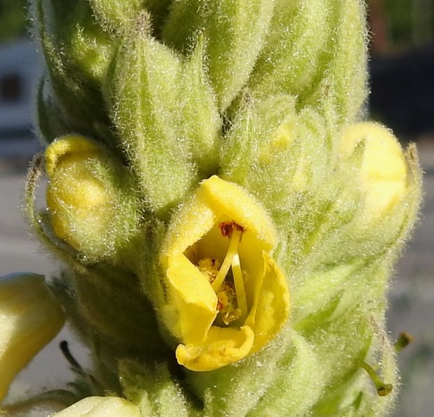 Verbascum thapsus - ukontulikukan keltaisen teriön liuskojen ulkopinta on tiheäkarvainen. Kukassa on viisi hedettä, joista kaksi muita pidempää, noin 10 mm pitkää. Pitempien heteiden palho on kalju tai vähäkarvainen, kun taas kuvassa vain vähän näkyvien lyhyempien heteiden palho on tiheän pitkäkarvainen. U, Helsinki, Laajasalo, Gunillantien varsi Tahvonlahden koulun kohdalla, 27.6.2018. Copyright Hannu Kämäräinen.