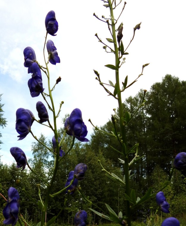 Aconitum xstoerkianum - tarhaukonhattu on risteymätaustainen. Kuten kuvasta näkyy, suuresta osasta kukkia jää jäljelle vain tyhjä kukkapohjus. Joihinkin kukkiin kehittyy vaillinaisia ja siemenettömiä tuppiloita. EH, Hämeenlinna, Pullerinmäki, Viisari, Kahtoilammen ranta-alue uimarannan kohdalla, 4.8.2018. Copyright Hannu Kämäräinen.