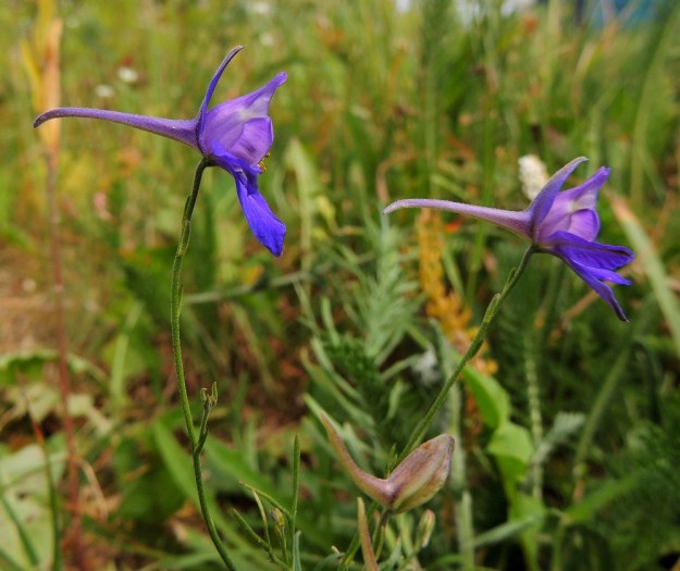 Delphinium consolida subsp. consolida (Consolida regalis subsp. regalis) - rikkakukonkannus subsp. peltokukonkannus lähilajeineen on saanut suomalaisen kukonkannus-nimensä kukan ylimmän verholehden pitkästä ja kapeasta kannuksesta. Kukkaperässä on vaihtelevasti tasasoukkia, noin 2-6 mm pitkiä esilehtiä. V, Naantali, satama, Satamatien varressa kulkeva viljavaraston käytöstä pois jäänyt raide varaston kohdalla, 12.7.2014. Copyright Hannu Kämäräinen.