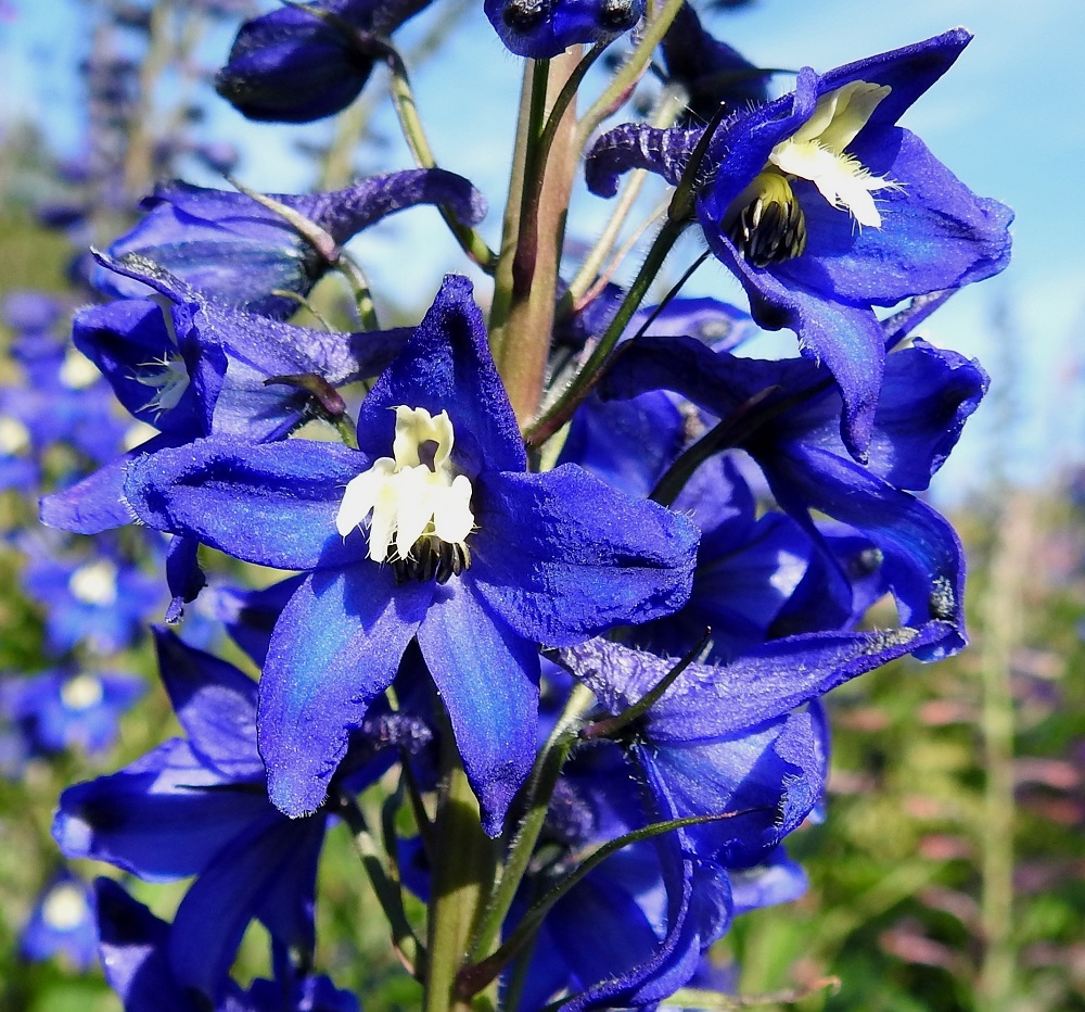 Delphinium elatum - isoritarinkannuksen terälehdet voivat toisinaan olla myös valkoiset. Heteet ovat runsaana kimppuna ja sijaitsevat terälehtien alapuolella. Kukkien tukilehdet ovat tasasoukat, ylempänä rihmamaiset ja noin 15-25 mm pitkät. Kukkaperässä on kukan lähellä 2 esilehteä, jotka ovat tukilehden kaltaiset mutta pienemmät. Tuki- ja esilehdet ovat vihreän lisäksi usein enemmän tai vähemmän sinipunaiset. 11.7.2018. Copyright Hannu Kämäräinen.