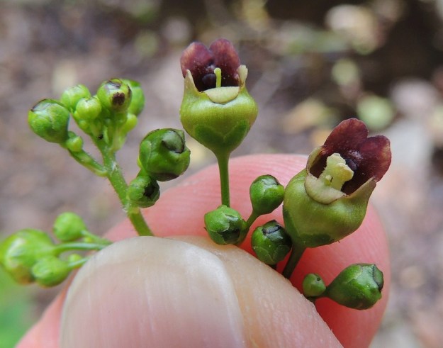 Scrophularia nodosa - (tumma)syyläjuuren teriön kaksiliuskainen ylähuuli on noin 2,5-3 mm pitkä. Teriön suulla on lisäksi kaksi liuskaa sivuilla ja yksi liuska alapuolella. Ne ovat kellanvihreät, noin 1 mm pitkät ja pyöristyneet. St, Rauma, Tarvonsaari, Raumanjoen pohjoisranta kirkon kohdalla, joen ylittävän Isopoikkikadun länsipuolella, 13.7.2014. Copyright Hannu Kämäräinen.