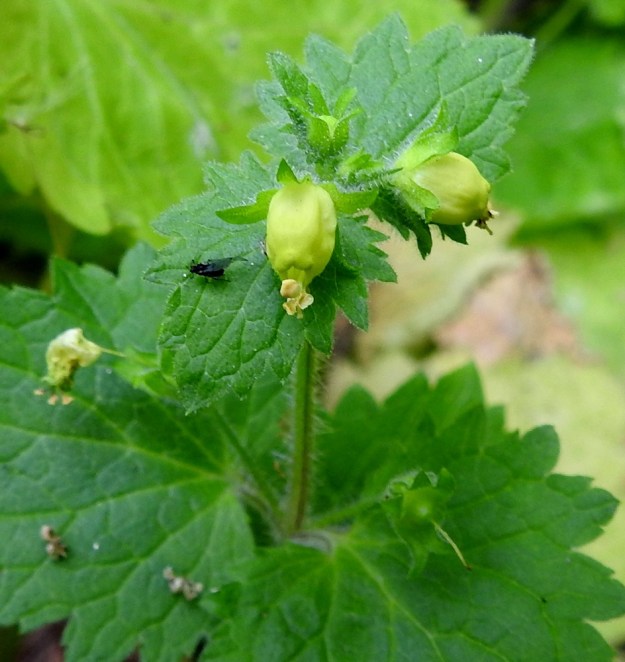Scrophularia vernalis - kevätsyyläjuuren teriö on yhdislehtinen, lähes symmetrisen munamainen tai pitkänpyöreä ja kalju sekä kärjestään hieman suippeneva ja viisiliuskainen. Liuskat ovat kärjestään pyöristyneet, samankokoiset ja noin 1 mm pitkät. Heteitä on neljä ja syyläjuurille tyypillinen, siitepölytön joutohede puuttuu. Heteet ovat noin 4-6 mm pitkät ja yltävät hieman teriön kärkiliuskoja ulommaksi. Ne ovat kiinnittyneet teriöön ja varisevat sen mukana, kuten kuvan vasemmassa laidassa on hämärästi nähtävissä. V, Turku, Kärsämäki, Paltta, Puustellinkadun laiteella olevan, vanhan navettarakennuksen seinusta ja kadun varren joutomaakaista, 25.6.2019. Copyright Hannu Kämäräinen.