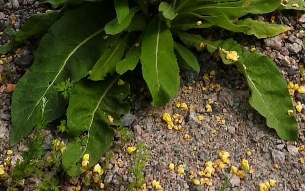 Verbascum densiflorum - akantulikukan varren tyvi lehdet ovat lyhytruotiset tai lähes ruodittomat. Niiden ruoti on siipipalteinen ja levenee tai muuttuu tasaisesti lehtilavaksi niin, että rajaa on vaikea osoittaa. Lapa on leveänsuikea, soikeahko tai pitkänpyöreä ja hammas-, nyhä- tai lähes ehytlaitainen sekä tavallisesti noin 10-35 cm pitkä ja leveimmältä kohtaa noin 5-15 cm leveä. U, Helsinki, Laajasalo, Tahvonlahden koillispuoli, koulun kentän lounaiskulma Mellinintien varressa, 29.7.2019. Copyright Hannu Kämäräinen.