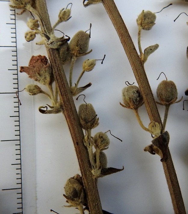 Verbascum lychnitis - käentulikukan kota on monisiemeninen ja soikeahko, munanmuotoinen tai pyöreähkö sekä noin 4-5 mm pitkä ja noin 3-5 mm leveä. Se on harmaanvihertävä tai ruskehtava ja pinnaltaan huopamaisen tiheästi karvainen sekä avautuu laitasaumoistaan. Ruotsi, Öl, Öölanti, pohjoisosa, Borgholm, länsirannikko Byxelkrokista pohjoiseen, maantien laita Västeralvaret-nummialueen kohdalla, 9.7.2000. Kuva näytteestä copyright Hannu Kämäräinen.