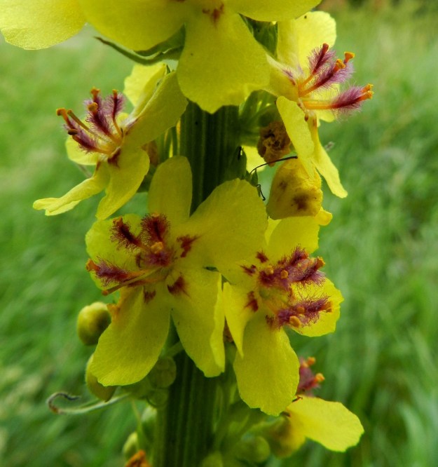 Verbascum nigrum - tummatulikukan teriönliuskoissa on lähellä tyveä sinipunaiset väriläiskät lisähoukuttimena pölyttäjille. Heteistä kaksi on muita pitempiä, noin 7-9 mm pitkiä ja muut ovat noin 6-7 mm pitkiä. Ne ovat kiinnittyneet lyhyeen teriön torveen ja varisevat sen mukana pois. Myös tässä kuvassa on poikkeavuutta heteiden normaalimäärään. Oikealla puolella alimmassa kukassa on kuusi hedettä. EH, Hämeenlinna, Pullerinmäki, Mäkelä, teollisuusalue, Pikku-Parolantien varsi, 4.7.2011. Copyright Hannu Kämäräinen.