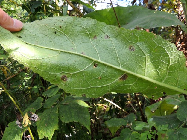 Verbascum nigrum x thapsus - tummatulikukan ja ukontulikukan risteymän lehtilavan karvoituksen runsaus on vaihteleva. Varsinkin alemmat lehdet voivat olla kookkaita. Kantalajit harvoin yltävät kuvassa olevan lehden mittoihin. Se on noin 40 cm pitkä ja leveimmältä kohtaa noin 15 cm leveä. EH, Hämeenlinna, Loimalahti, Tervaniemeen vievän Loimalahdentien loppupään laitaruohikko, 7.9.2014. Copyright Hannu Kämäräinen.