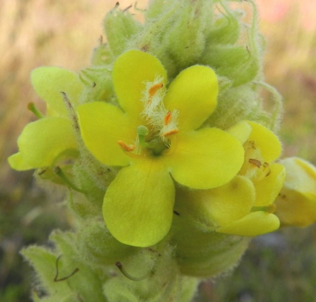 Verbascum thapsus - ukontulikukan teriö on yleensä noin 12-25 mm leveä. Se on tyveltään yhdiskasvuinen, ratasmainen ja lyhyttorvinen sekä lähes säteittäisesti viisiliuskainen. Liuskat ovat soikeahkon pyöreämuotoiset ja useimmiten noin 7-13 mm pitkät. Kuvan kukassa näkyy poikkeuksellisesti vain neljä hedettä. Alimmaisena näkyvät ovat muita pitemmät ja palhoiltaan vähäkarvaiset. Ylempänä näkyvien heteiden ponnet ovat puolestaan hyvin pitkä-, tiheä, ja valkokarvaiset. Emiö on yksivartaloinen ja -luottinen. V, Kemiönsaari, (aik. Dragsfjärd), Hiittisten saaristo, Örö, saaren keskiosa, nummi- ja ketoalue pohjoisosaan vievän tien, Pitkän ikävän, itäpuolella, 14.7.2012. Copyright Hannu Kämäräinen.