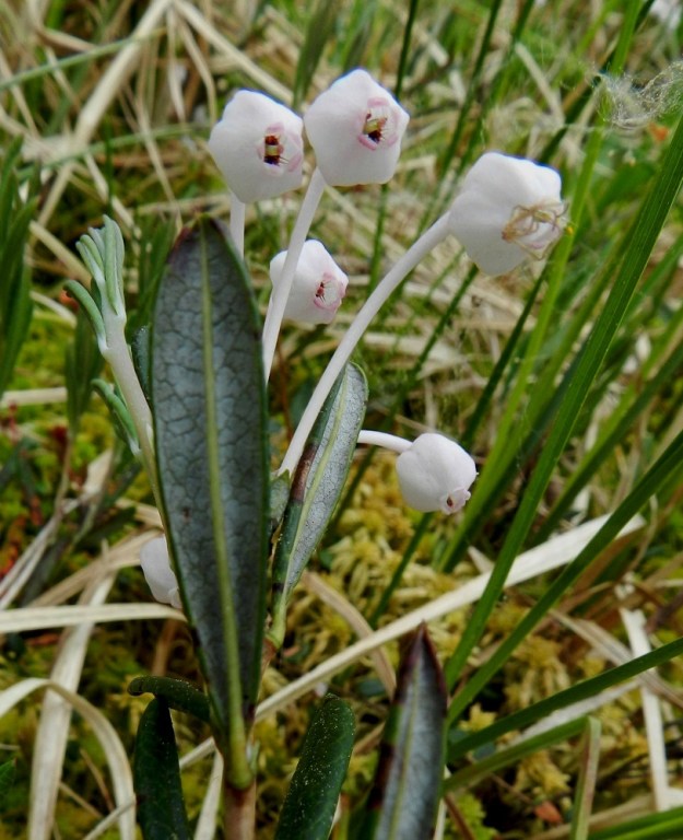 Andromeda polifolia - suokukan kukat ovat toisinaan myös lähes tai aivan valkoiset. EH, Hämeenlinna, Pullerinmäki, Ahvenistonharjun juurella olevan Kahtoilammen luoteispään rantaneva lähellä vesirajaa, 1.6.2012. Copyright Hannu Kämäräinen.