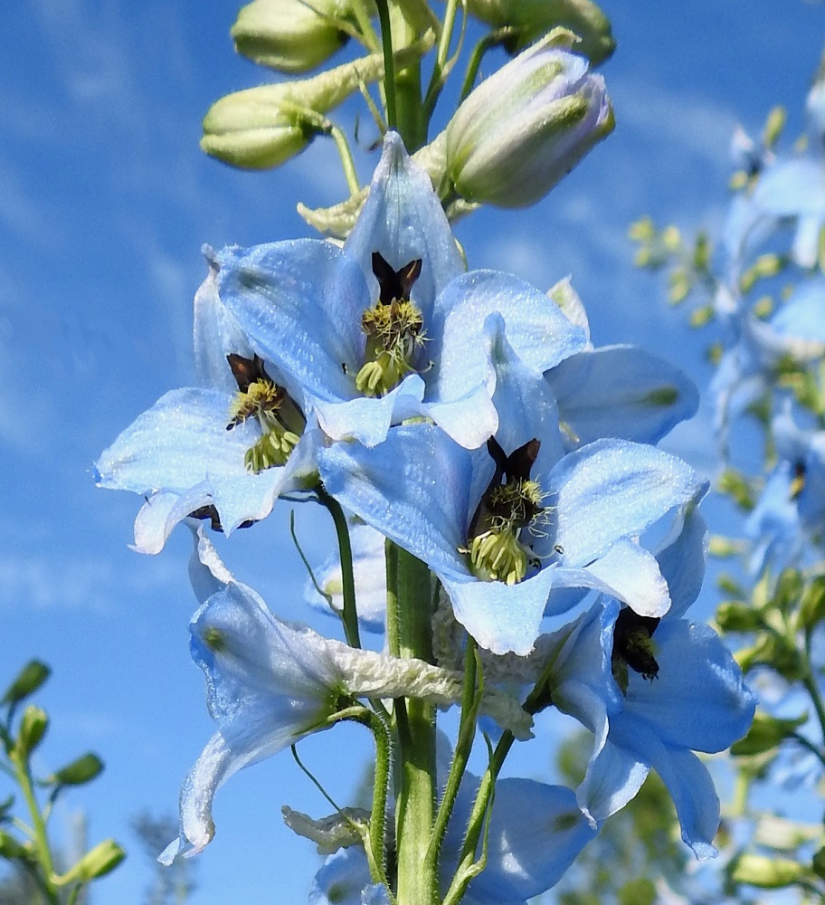 Delphinium elatum - isoritarinkannuksen heteet ovat noin 6-7 mm pitkät. Ponsien väri vaihtelee tumman- tai mustansinisestä keltaiseen. Pölyttäjinä ovat lähinnä kimalaiset. Alempien terälehtien pinnalla oleva tiheä, keltainen harjaskarvoitus toimii ehkä valeheteinä ja ohjaa medenetsijän oikealle kannusaukolle. Kun kimalaiset sitten työntävät imukärsänsä mesikannukseen, oikea siitepöly tarttuu niiden alaruumiin karvoitukseen ja kulkeutuu seuraaviin kukkiin. 11.7.2018. Copyright Hannu Kämäräinen.