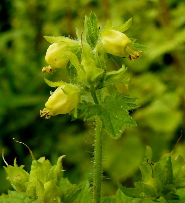 Scrophularia vernalis - kevätsyyläjuuren teriö on tavallisesti noin 6-8 mm pitkä ja noin 4 mm leveä. Emi on yksivartaloinen ja -luottinen. V, Turku, Kärsämäki, Paltta, Puustellinkadun laiteella olevan, vanhan navettarakennuksen seinusta ja kadun varren joutomaakaista, 25.6.2019. Copyright Hannu Kämäräinen.