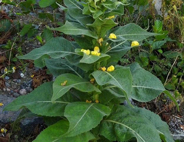 Verbascum densiflorum - akantulikukan tyven yläpuoliset lehdet ovat ruodittomat ja sijaitsevat varrella kierteisesti. Lehtilavan malli vaihtelee leveänsuikeasta, soikeahkosta tai kolmiomaisesti suippenevasta puikeaan ja teräväkärkiseen. Lavan tyvi on tylppä tai vartta vasten tiiviisti ahtautunut ja yleensä selväjohteinen. U, Helsinki, Laajasalo, Tahvonlahden koillispuoli, Mellinintieltä kohti rantaa laskevan ulkoilupolun alku, uran laide, 15.7.2019. Copyright Hannu Kämäräinen.