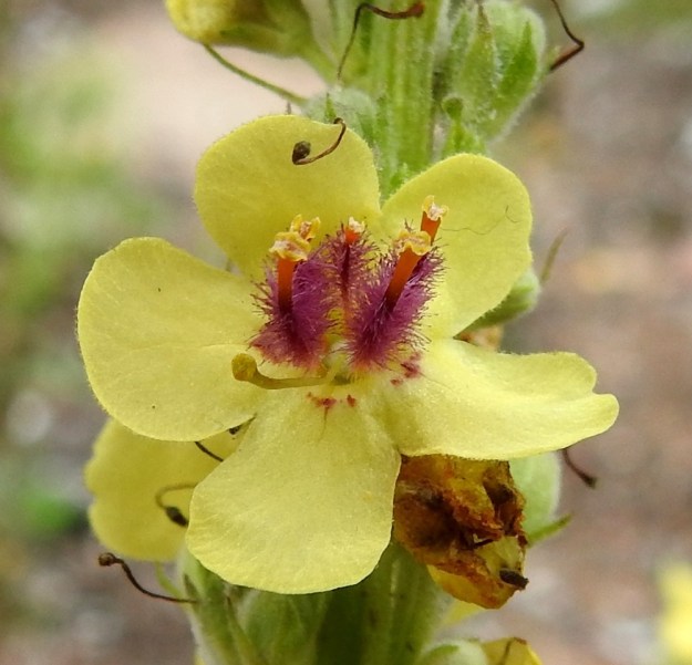 Verbascum nigrum - tummatulikukan teriö on tyveltään yhdiskasvuinen ja ratasmainen sekä lähes säteittäisesti viisiliuskainen. Liuskat ovat soikeahkot tai kapean vastapuikeat ja päästään pyöreämuotoiset. Ne ovat useimmiten noin 8-13 mm pitkät ja noin 6-10 mm leveät sekä ulkopinnaltaan tiheästi ja lyhyesti tähtikarvaiset. Emiö on yksivartaloinen ja -luottinen. EK, Kotka, Halla, saarella oleva, laaja puuvarastoalue, suuren keskuskentän laide, 6.8.2020. Copyright Hannu Kämäräinen.