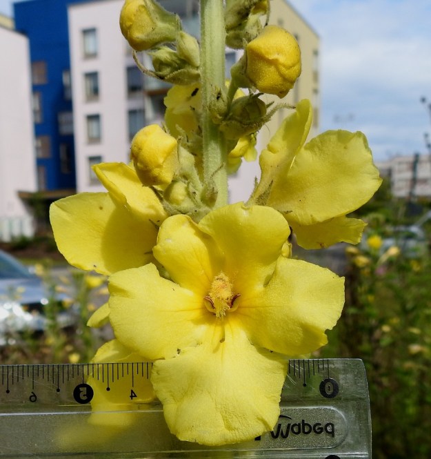 Verbascum phlomoides - rohtotulikukan kuvassa näkyvä teriö on noin 50 mm leveä ja sen alimmainen liuska on huomattavasti muita kookkaampi. Tämän kukan yläpuolella ovat nähtävissä kukkaryhmien yhteiset tukilehdet, jotka ovat puikeat ja teräväkärkiset sekä yleensä noin 10-15 mm pitkät. U, Helsinki, Laajasalo, Tahvonlahden koillispuoli, Mellinintien laidan täyttömaakaista, 15.7.2019. Copyright Hannu Kämäräinen.