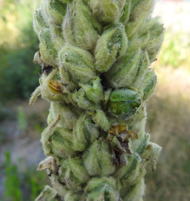 Verbascum thapsus - ukontulikukan kotahedelmä on monisiemeninen, pullean pyöreähkö, hieman kärkeä kohti suippeneva ja noin 7-10 mm pitkä sekä lähes yhtä leveä. Se on pinnaltaan tiheästi villakarvainen ja isolta osin verhiönliuskojen peittämä. Kuvassa yhdestä kodasta on avattu verhiö ja hieman poistettu karvoitusta. Kota avautuu saumoistaan lähes tyveen asti. U, Helsinki, Laajasalo, Mellinintien ja koulun kentän välinen sorakaista, 15.7.2019. Copyright Hannu Kämäräinen.
