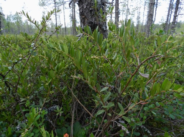 Chamaedaphne calyculata - vaivero suosii erityisesti mäntyvaltaisia rämeitä. Sen voi löytää myös rämerannoilta ja harvemmin korvista ja muiden soiden reunuksista. Kn, Suomussalmi, Kotiranta, Raatteentie noin 1 km Raatteenportista itään, tien varren venäläisten joukkohauta-alue rämeen laiteessa, 10.7.2011. Copyright Hannu Kämäräinen.