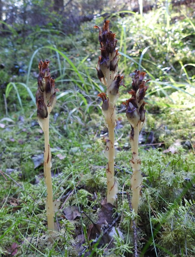 Hypopitys monotropa (Monotropa hypopitys ssp. hypopitys) - kangasmäntykukan kukinnot oikenevat pystyyn varren jatkoksi viimeistään hedelmien kypsyttelyvaiheessa. Tällöin kaikki lehdet ja kukkien terä- ja verholehdet syöpyvät reunoiltaan, muuttuvat tummiksi ja lakastuvat. EH, Janakkala, Heinäjoki, Lintuvuoren soraharju, 28.8.2019. Copyright Hannu Kämäräinen.