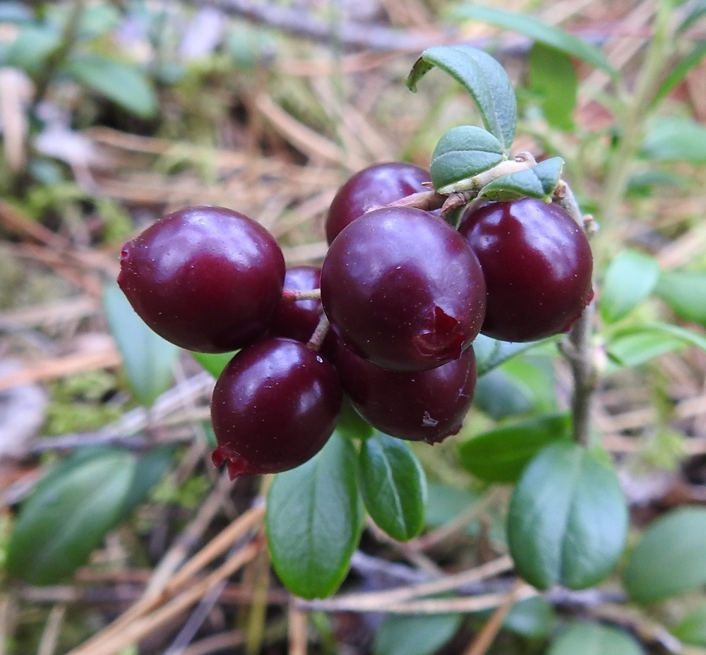Vaccinium vitis-idaea - (taiga)puolukan marjan punaväri tummuu sen muuttuessa yhä kypsemmäksi. Rakenteeltaan se on mehevä ja maultaan makean happamahko. Marja säilyy yleensä syöntikuntoisena talven yli ja on silloin hyvin makea ja mehukas. EH, Hämeenlinna, Hauho, Mustila, Luopioistentien itäpuoli Korven ja Uotilan tilan välissä, maantieltä alkavan soramäen kangasmetsä, 2.9.2019. Copyright Hannu Kämäräinen.