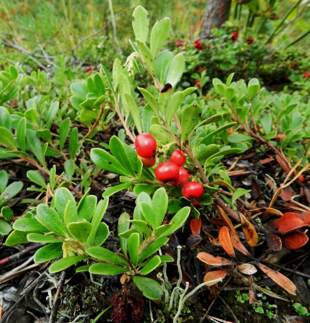 Arctostaphylos uva-ursi - (kangas)sianpuolukan marja on kiinteä ja kuivan jauhoinen sekä mauton. Niitä voi uteliaisuuttaan tai silloin tällöin huvikseen pureskella muutaman, mutta hyötymarjoiksi niistä ei ole. Sianpuolukka-nimikin ilmentää marjan hyödyttömyyttä. Linnut ja muut eläimet syövät marjoja kuitenkin mielellään ja levittävät samalla lajia. Myös talviunilta heränneet karhut syövät säilyneitä marjoja mielellään. Tieteellinen nimikin viittaa tähän mieltymykseen tarkoittaessaan suunnilleen tukevavartista karhunrypälettä. EH, Janakkala, Vuortenkylä, Tunturinvuori, harjun yläosa, luonnonsuojelualue, 1.9.2012. Copyright Hannu Kämäräinen.