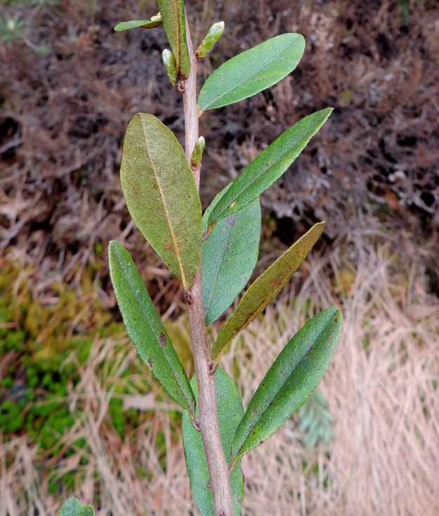 Chamaedaphne calyculata - vaiveron lehdet ovat jäykät ja lyhytruotiset. Ruoti on noin 1-3 mm pitkä. Lehtilapa on soikea tai soikean pitkulainen ja laidoiltaan ehyt tai matalanyhäinen sekä kapeasti alaspäin kiertynyt. Yläpinta on tummahkonvihreä, karkea ja kilpikarvainen. Alapinta on hieman vaaleampi, usein ruskeasuomuinen ja tiheästi kilpikarvainen. Pituutta lehtilavalla on tavallisesti noin 10-40 mm ja leveyttä leveimmältä kohtaa noin 5-15 mm. Uusien versojen alut ovat toukokuussa jo hyvin nähtävillä. EH, Hattula, Retula, Retulansaarentien ja Vanajaveden Vittiänlahden välinen, mäntyvaltainen, ojitettu rämealue, 20.5.2013. Copyright Hannu Kämäräinen.