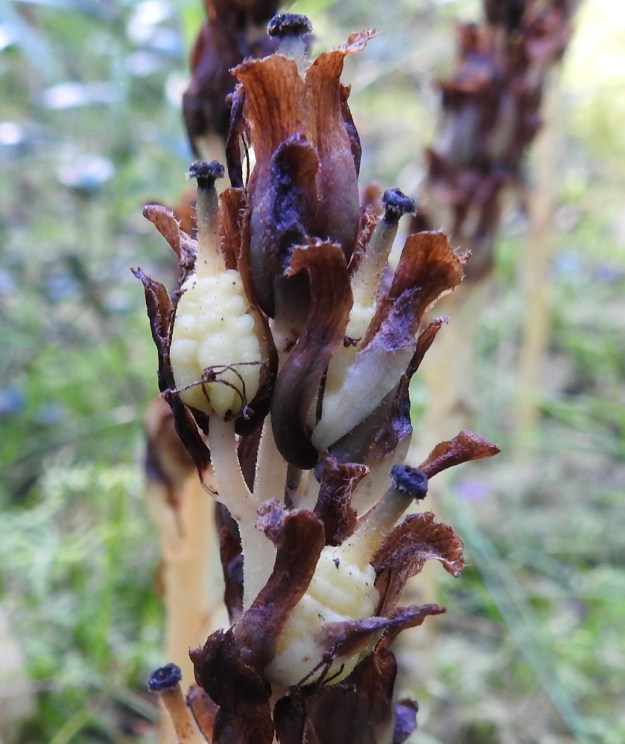Hypopitys monotropa (Monotropa hypopitys ssp. hypopitys) - kangasmäntykukan kota on pysty, pitkänpyöreä, yleensä muhkurapintainen ja lyhytkarvainen. Se on aluksi vaalea ja tummuu kypsyessään. Pituutta on noin 8-10 mm ja leveyttä noin 6-7 mm. Kodan kärjessä säilyvät karvaisina emin vartalo ja luotti. Tässä vaiheessa kukintoranka ja kukkaperät pitenevät. EH, Janakkala, Heinäjoki, Lintuvuoren soraharju, 28.8.2019. Copyright Hannu Kämäräinen.