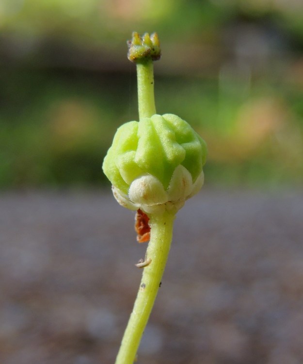 Moneses uniflora - tähtitalvikin kota on pallomainen, poimuinen, useimmiten viisilokeroinen ja kypsänä kellanruskea sekä noin 5-8 mm pitkä. Sen kärjessä pysyy loppuun asti emin kuivunut vartalo. Kuvan kota vasta kypsyttelee siemeniään, jotka ovat lähes pölymäisen pieniä ja leviävät helposti tuulen mukana. EH, Hämeenlinna, Hangasmäki, Hangaskallion eteläpuoli, kangasmetsässä kulkevan Tervasaarentien laita, 28.6.2013. Copyright Hannu Kämäräinen.
