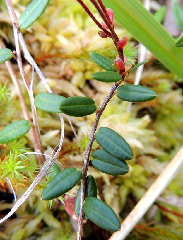 Vaccinium oxycoccos - isokarpalon varret ovat ohuet, vaalean- tai punaruskeat ja hilseilevät. Lehdet ovat versossa kierteisesti. Ruoti on noin 1-1,5 mm pitkä. Lapa on jäykkä, nahkea ja soikea tai puikea sekä kärjestään suippo ja tyveltään pyöreähkö. Yläpinta on talvehtineissa lehdissä tummanvihreä, kalju ja keskisuonen kohdalta uurteinen. Kn, Kajaani, Vuolijoki, Käkilahti, Oulujärven Käkilahdesta alkavan pikkujoen, Kaivosojan, itäpuolella oleva Kaivosluhta, osittain rimpinen neva, 11.7.2015. Copyright Hannu Kämäräinen.